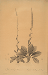 Ophiostachys virginica