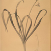 Hyacinthus orientalis