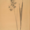 Ixia viridiflora