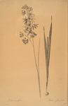 Ixia viridiflora
