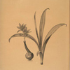 Colchicum alpinum