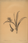 Colchicum alpinum