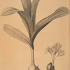 Colchicum autumnale var.latifolium