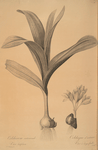 Colchicum autumnale var.latifolium