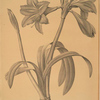 Amaryllis brasiliensis