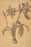 Amaryllis brasiliensis