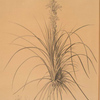 Asphodelus tauricus