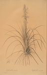 Asphodelus tauricus