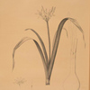 Pancratium parviflorum