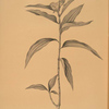 Commelina persicariaefolia