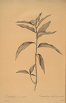 Commelina persicariaefolia