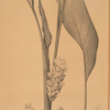 Curcuma longa