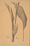 Curcuma longa