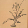 Albuca fastigiata