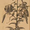 Lilium tigrinum