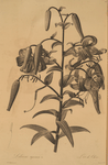 Lilium tigrinum