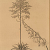 Furcraea gigantea