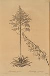 Furcraea gigantea