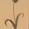 Tulipa Gesneriana var. luteo-rubra
