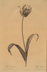 Tulipa Gesneriana var. luteo-rubra