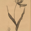 Tulipa Gesneriana var. Dracontia