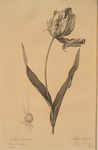 Tulipa Gesneriana var. Dracontia