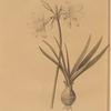 Amaryllis pallida