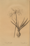 Amaryllis pallida
