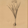 Narcissus minor