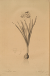 Narcissus minor