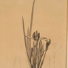Iris triflora