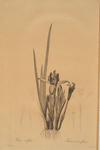 Iris triflora