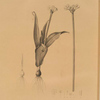 Allium sulcatum