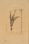 Allium sulcatum