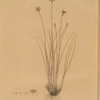 Aphyllanthes monspeliensis