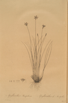 Aphyllanthes monspeliensis