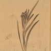 Ferraria Ferrariola