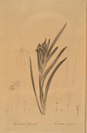 Ferraria Ferrariola