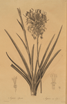 Agave spicata