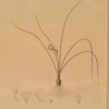 Narcissus tenuifolius