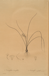 Narcissus tenuifolius