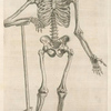 Prima ossium tabula [Human skeleton leaning on a spade]