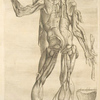 Vndecima musculorum tabula.