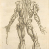 Duodecima musculorum tabula.