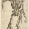 Decima tertia musculorum tabula.