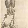 Decima quarta musculorum tabula.