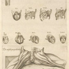 1. Musculorum laringis quartuordecim figurç - 2. De musculis peni peculiaribus.