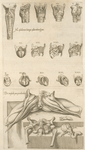 1. Musculorum laringis quartuordecim figurç - 2. De musculis peni peculiaribus.