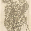 Prima huirus tractatus fig: Venæ portæ ortum progresumque' præseferens.