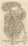 Prima huirus tractatus fig: Venæ portæ ortum progresumque' præseferens.
